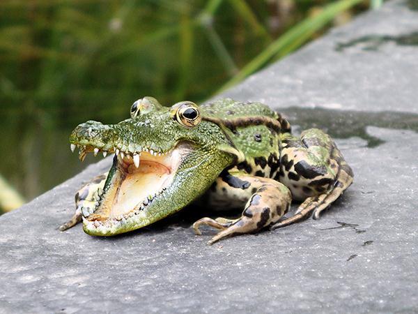 Crocodile Frog