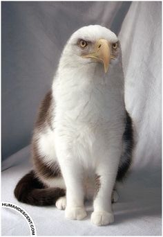 Eagle Cat