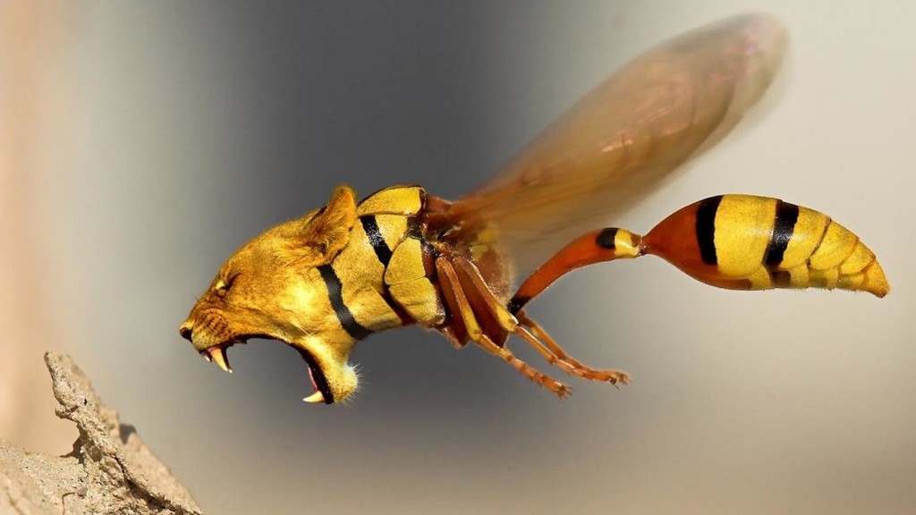 Lion Wasp