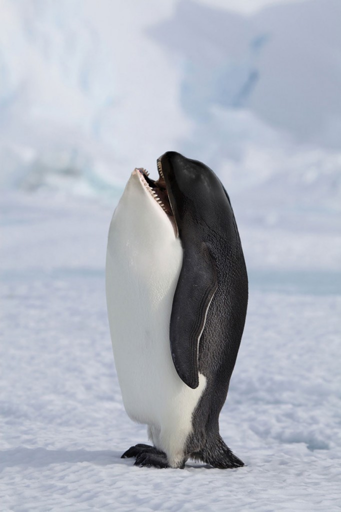 Whale Penguin
